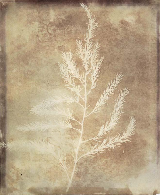 Willim Henry Fox Talbot Photogenetic Drawing china oil painting image